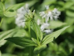 Turiner Meier / Turiner Meister -Günstiges Erd Seele Geschäft turiner meier turiner meister m086071 w 2