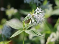 Turiner Meier / Turiner Meister -Günstiges Erd Seele Geschäft turiner meier turiner meister m086071 w 3