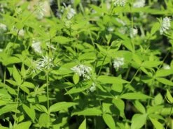 Turiner Meier / Turiner Meister -Günstiges Erd Seele Geschäft turiner meier turiner meister m086071 w 4