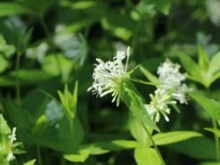 Turiner Meier / Turiner Meister -Günstiges Erd Seele Geschäft turiner meier turiner meister m086071 w 5