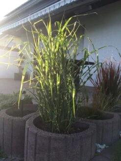 Überhängendes Zebra Chinaschilf 'Zebrinus' -Günstiges Erd Seele Geschäft ueberhaengendes zebra chinaschilf zebrinus m054280 193676 0