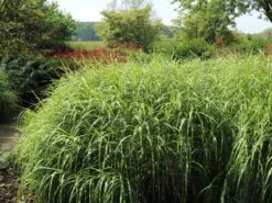 Überhängendes Zebra Chinaschilf 'Zebrinus' -Günstiges Erd Seele Geschäft ueberhaengendes zebra chinaschilf zebrinus m054280 w 0