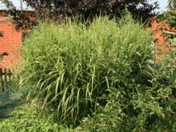 Überhängendes Zebra Chinaschilf 'Zebrinus' -Günstiges Erd Seele Geschäft ueberhaengendes zebra chinaschilf zebrinus m054280 w 1