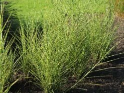 Überhängendes Zebra Chinaschilf 'Zebrinus' -Günstiges Erd Seele Geschäft ueberhaengendes zebra chinaschilf zebrinus m054280 w 2