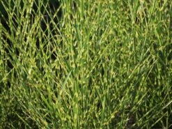 Überhängendes Zebra Chinaschilf 'Zebrinus' -Günstiges Erd Seele Geschäft ueberhaengendes zebra chinaschilf zebrinus m054280 w 3