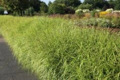 Überhängendes Zebra Chinaschilf 'Zebrinus' -Günstiges Erd Seele Geschäft ueberhaengendes zebra chinaschilf zebrinus m054280 w 4