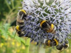 Veitchs-Kugeldistel 'Veitchs Blue' -Günstiges Erd Seele Geschäft veitchs kugeldistel veitchs blue m062107 522536 0