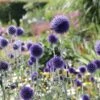 Veitchs-Kugeldistel 'Veitchs Blue' -Günstiges Erd Seele Geschäft veitchs kugeldistel veitchs blue m062107 h 0