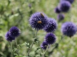 Veitchs-Kugeldistel 'Veitchs Blue' -Günstiges Erd Seele Geschäft veitchs kugeldistel veitchs blue m062107 w 0