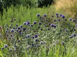 Veitchs-Kugeldistel 'Veitchs Blue' -Günstiges Erd Seele Geschäft veitchs kugeldistel veitchs blue m062107 w 1
