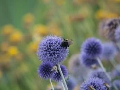 Veitchs-Kugeldistel 'Veitchs Blue' -Günstiges Erd Seele Geschäft veitchs kugeldistel veitchs blue m062107 w 2