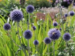 Veitchs-Kugeldistel 'Veitchs Blue' -Günstiges Erd Seele Geschäft veitchs kugeldistel veitchs blue m062107 w 4