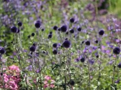 Veitchs-Kugeldistel 'Veitchs Blue' -Günstiges Erd Seele Geschäft veitchs kugeldistel veitchs blue m062107 w 5