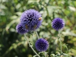 Veitchs-Kugeldistel 'Veitchs Blue' -Günstiges Erd Seele Geschäft veitchs kugeldistel veitchs blue m062107 w 6