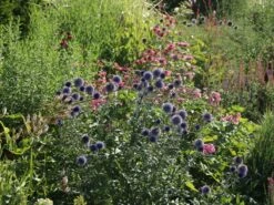 Veitchs-Kugeldistel 'Veitchs Blue' -Günstiges Erd Seele Geschäft veitchs kugeldistel veitchs blue m062107 w 7