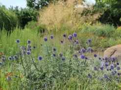 Veitchs-Kugeldistel 'Veitchs Blue' -Günstiges Erd Seele Geschäft veitchs kugeldistel veitchs blue m062107 w 8