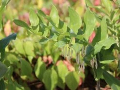 Vielblütiger Salomonssiegel -Günstiges Erd Seele Geschäft vielbluetiger salomonssiegel m076040 w 0