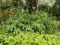 Vielblütiger Salomonssiegel -Günstiges Erd Seele Geschäft vielbluetiger salomonssiegel m076040 w 1