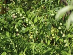 Vielblütiger Salomonssiegel -Günstiges Erd Seele Geschäft vielbluetiger salomonssiegel m076040 w 2