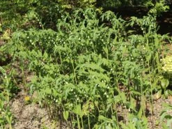 Vielblütiger Salomonssiegel -Günstiges Erd Seele Geschäft vielbluetiger salomonssiegel m076040 w 3