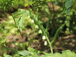 Vielblütiger Salomonssiegel -Günstiges Erd Seele Geschäft vielbluetiger salomonssiegel m076040 w 4