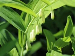 Vielblütiger Salomonssiegel -Günstiges Erd Seele Geschäft vielbluetiger salomonssiegel m076040 w 5