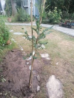 Vogelbeere / Eberesche 'Rosina' -Günstiges Erd Seele Geschäft vogelbeere eberesche rosina m008241 1299173 0