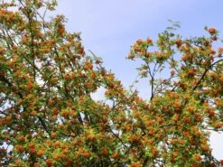 Vogelbeere / Eberesche 'Rosina' -Günstiges Erd Seele Geschäft vogelbeere eberesche rosina m008241 w 0