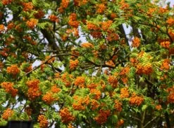 Vogelbeere / Eberesche 'Rosina' -Günstiges Erd Seele Geschäft vogelbeere eberesche rosina m008241 w 1