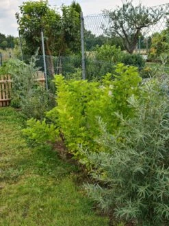 Vogelnährgehölze Aus 10 Pflanzen -Günstiges Erd Seele Geschäft vogelnaehrgehoelze aus 10 pflanzen m010235 193676 0