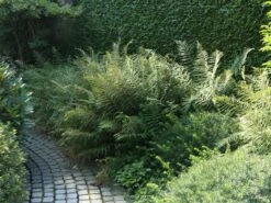 Wald-Frauenfarn -Günstiges Erd Seele Geschäft wald frauenfarn m009158 w 0