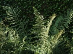 Wald-Frauenfarn -Günstiges Erd Seele Geschäft wald frauenfarn m009158 w 1