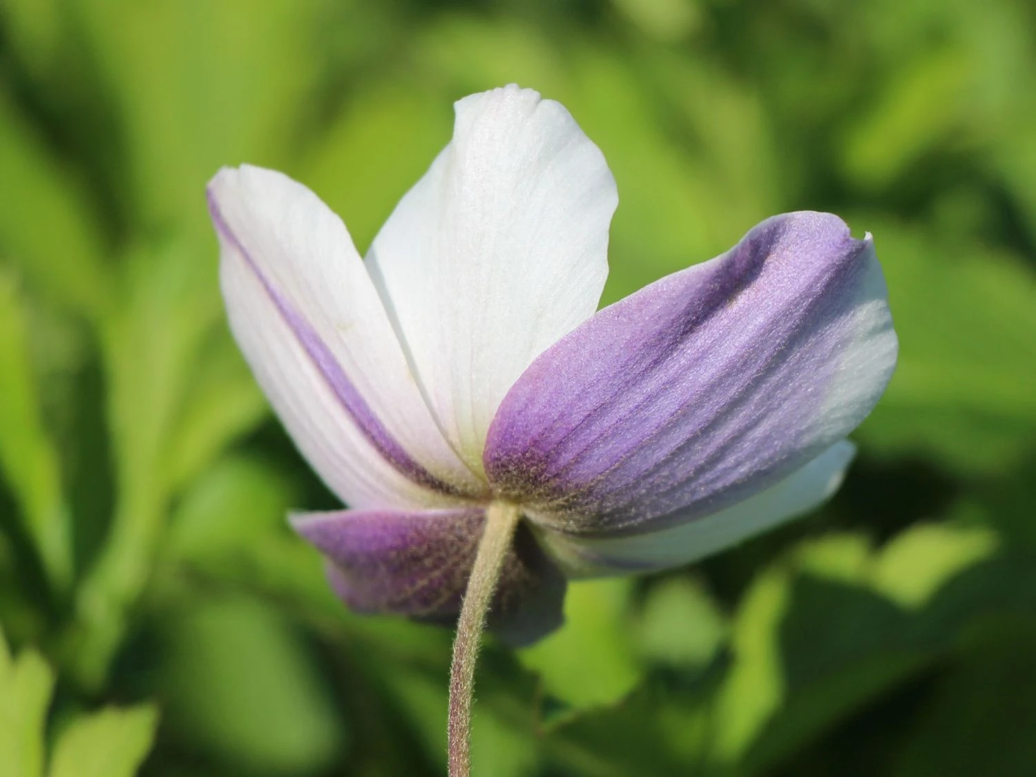 Herbst-Anemone 'Wild Swan' 12 Herbst-Anemone 'Wild Swan' – Bild 10