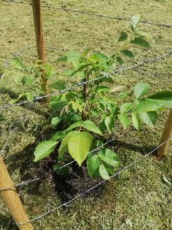 Walnuss 'Buccaneer' Veredelung 9 Walnuss 'Buccaneer' Veredelung -Günstiges Erd Seele Geschäft walnuss buccaneer veredelung m102263 1053335 0