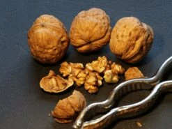 Walnuss 'Buccaneer' Veredelung