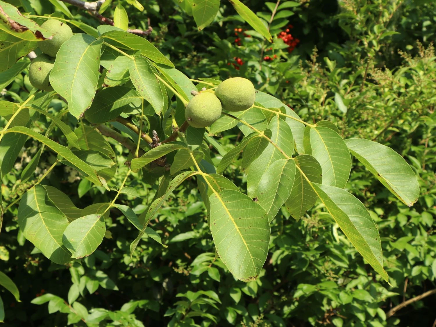 Walnuss 'Buccaneer' Veredelung 5 Walnuss 'Buccaneer' Veredelung – Bild 3