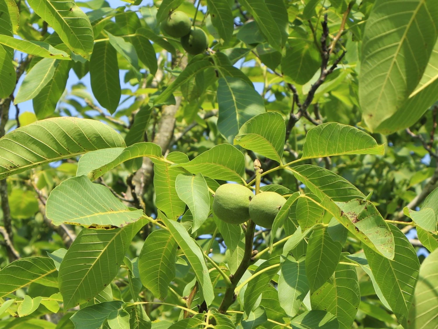 Walnuss 'Buccaneer' Veredelung 4 Walnuss 'Buccaneer' Veredelung – Bild 2