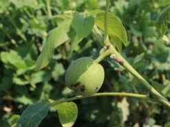 Walnuss 'Esterhazy II' Veredelung -Günstiges Erd Seele Geschäft walnuss esterhazy ii veredelung m046662 w 0