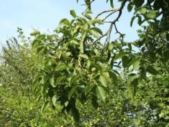 Walnuss 'Esterhazy II' Veredelung -Günstiges Erd Seele Geschäft walnuss esterhazy ii veredelung m046662 w 1