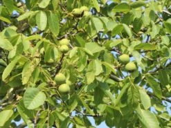 Walnuss 'Esterhazy II' Veredelung -Günstiges Erd Seele Geschäft walnuss esterhazy ii veredelung m046662 w 3