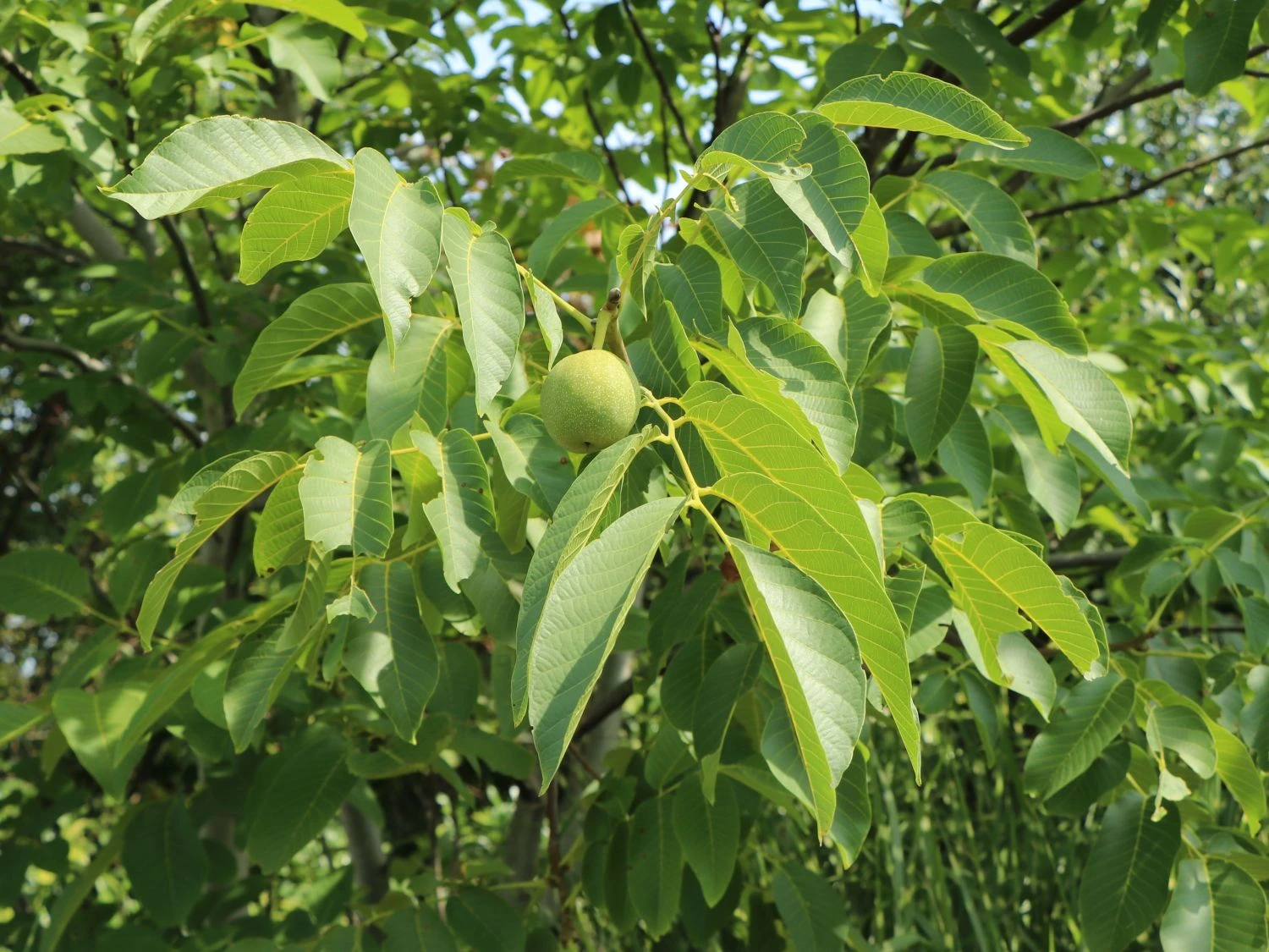 Walnuss 'Jupiter' 4 Walnuss 'Jupiter' – Bild 2