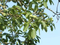 Walnuss 'Klon 1247' Veredelung -Günstiges Erd Seele Geschäft walnuss klon 1247 veredelung m080913 w 0