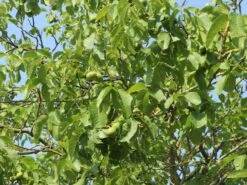 Walnuss 'Klon 1247' Veredelung -Günstiges Erd Seele Geschäft walnuss klon 1247 veredelung m080913 w 1