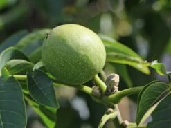 Walnuss 'Mars' Veredelung -Günstiges Erd Seele Geschäft walnuss mars veredelung m102320 w 1