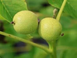 Walnuss 'Rote Donaunuss'