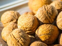 Walnuss 'Seifersdorfer Runde' Veredelung