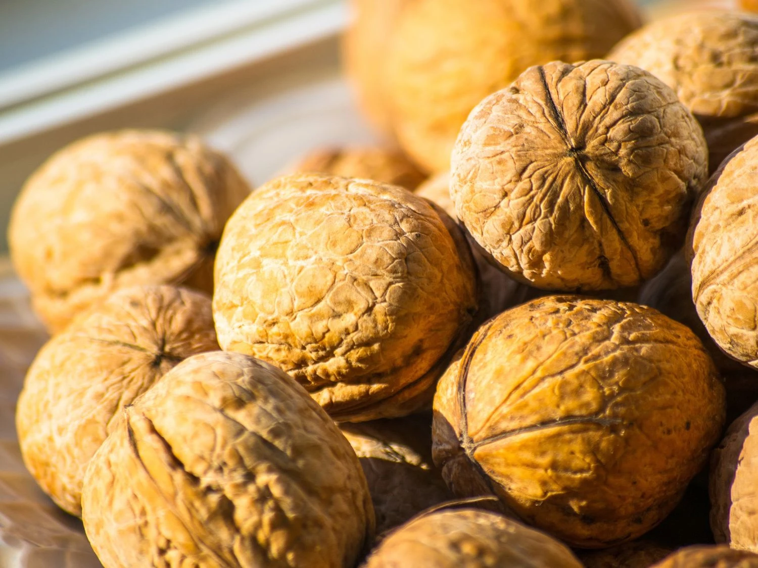 Walnuss 'Seifersdorfer Runde' Veredelung 3 Walnuss 'Seifersdorfer Runde' Veredelung