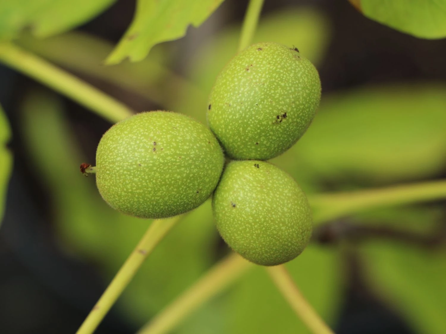 Walnuss 'Seifersdorfer Runde' Veredelung 4 Walnuss 'Seifersdorfer Runde' Veredelung – Bild 2