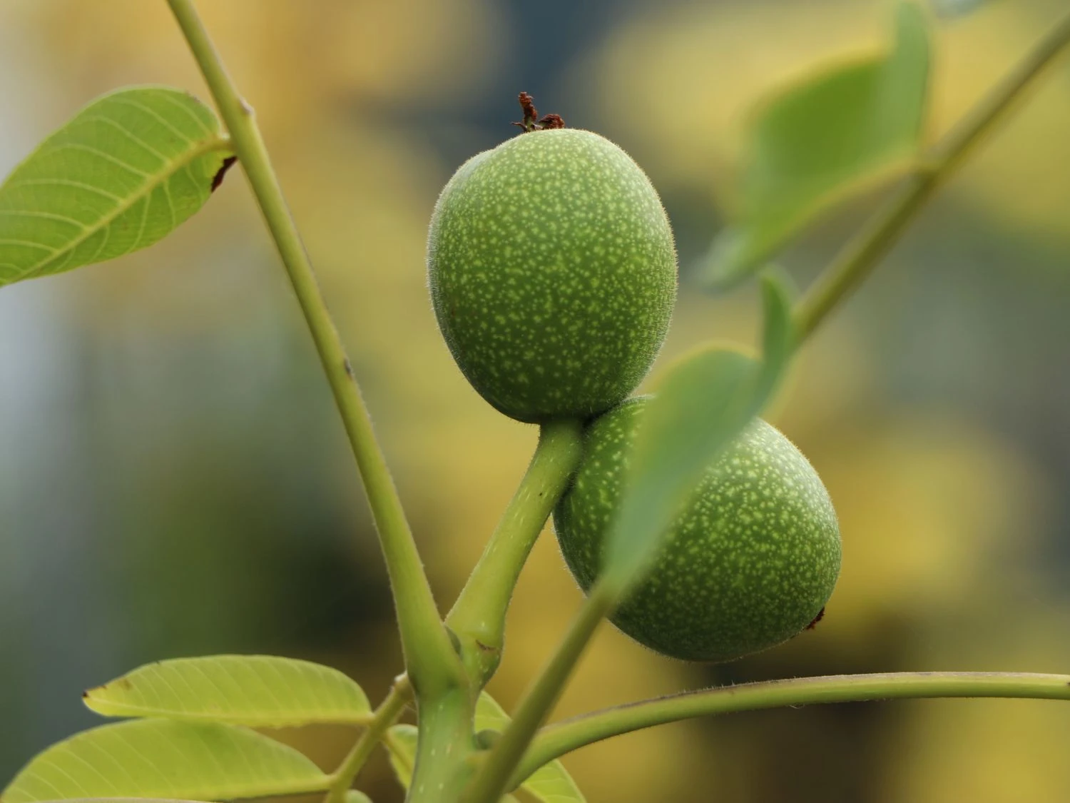 Walnuss 'Seifersdorfer Runde' Veredelung 5 Walnuss 'Seifersdorfer Runde' Veredelung – Bild 3