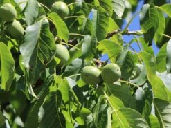 Walnuss 'Weinsberg 1' Veredelung -Günstiges Erd Seele Geschäft walnuss weinsberg 1 veredelung m108000 w 0